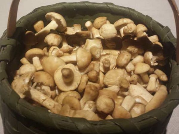 Perretxikos en el Asador Getaria