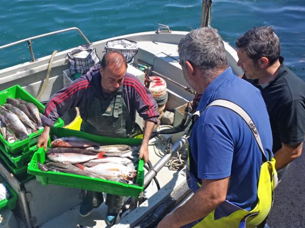 Pescado fresco de Bermeo