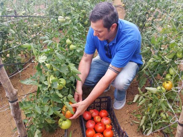 Tomates ecológicos de Larrauri